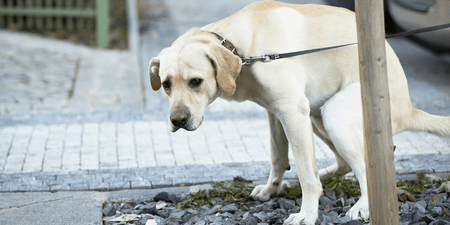 Image of: For the Love of God, Pick Up Your Dog Shit!