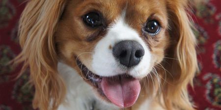 Image of: New Service Will Clone Your Pet for Under $200