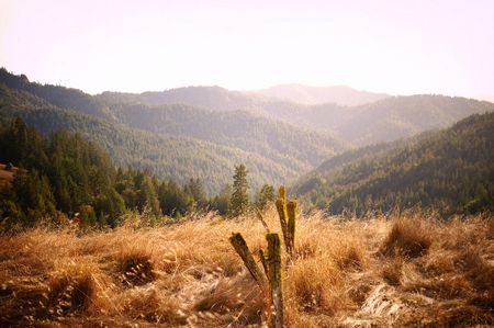 Image of: Mendocino County’s Breathtaking Beaches, Forests and Vineyards