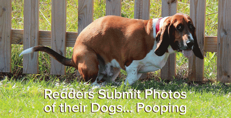 Image of: Readers Submit Photos of Their Dogs… Pooping