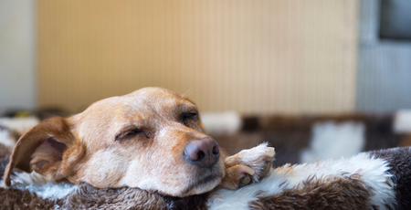 Image of: Can You Guess the Most Common Dog Breed in San Francisco?