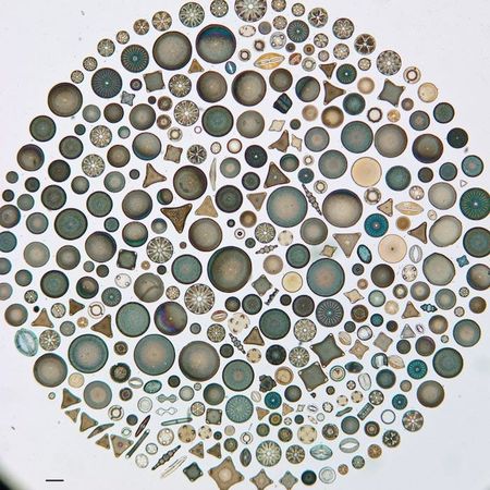 Image of: The Most Beautiful Algae Ever
