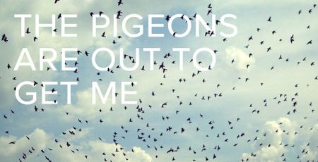 Image of: I Am Terrified of Pigeons