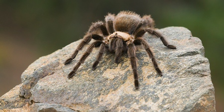 Image of: Road Trip to Yosemite for Tarantula Season