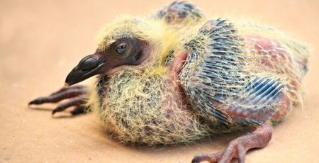 Image of: This is What a Baby Pigeon Looks Like