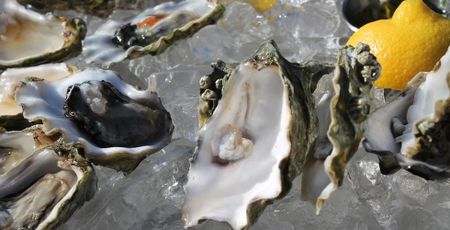 Image of: How Exactly Do You Farm Oysters?