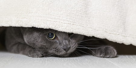 Image of: Berkeley May Ban No-Pets Rental Policy