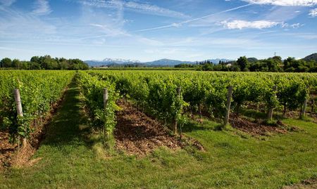 Image of: How to Drink Wine in Napa with Kids