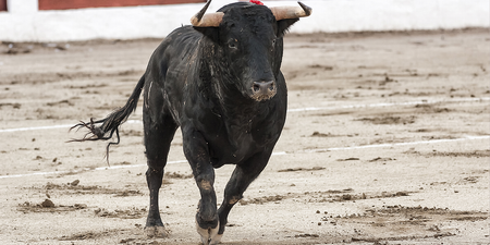 Image of: Running of the Bulls and Massive Tomato Fight Coming to Bay Area