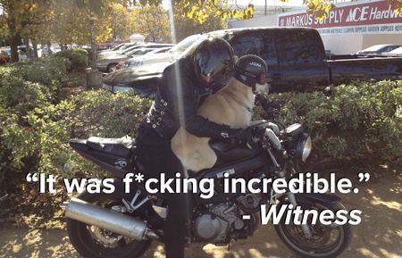 Image of: Dog Spotted Riding Motorcycle, Wearing Helmet: A Detailed Report