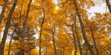 Image of: Where To Find Fall in California