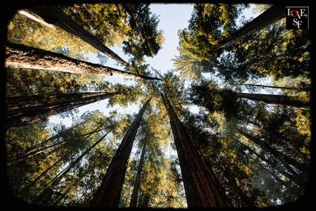 Image of: The Breathtaking Forests of the Bay Area