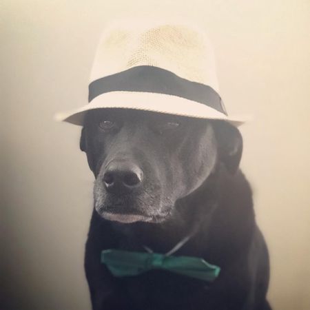 Image of: How I Created a Fake Dog Park in SF