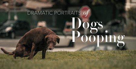 Image of: Dramatic Portraits of Dogs Pooping