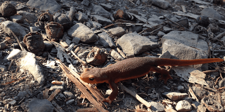 Image of: Go See Migrating Newts in Oakland/Berkeley