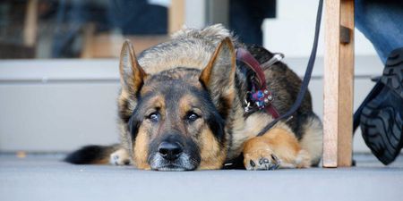 Image of: It’s a Sad Time to be a Pet in San Francisco