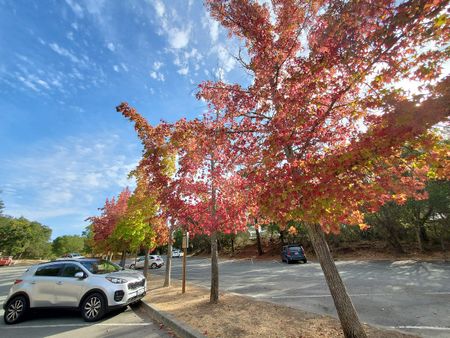 Image of: Fall in the Bay Area is Great