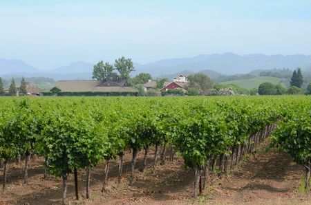 Image of: What Are the Most Chill Wineries in Napa and Sonoma?