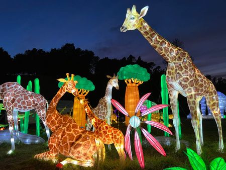 Image of: Glowfari at the Oakland Zoo Is Amazing This Year