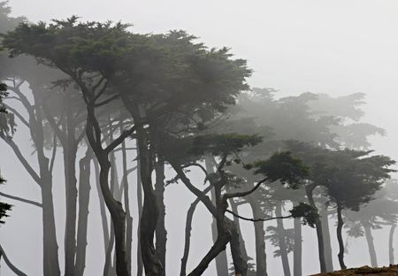 Image of: 5 Gloomy Hikes to Take in San Francisco