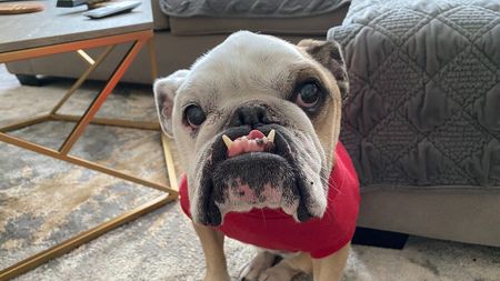 Image of: Cute Therapy: Bay Area Pets Living Their Best Lives Amid Covid-19