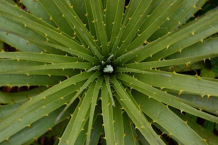 Image of: SF Plant Finder Tells You What Plants Will Survive in Your Neighborhood Microclimate