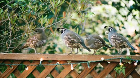 Image of: I Ate the California State Bird, and It Was Yummy