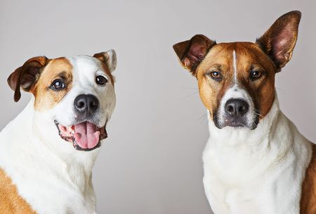 Image of: In Honor of National Adoption Weekend, Here Are Portraits of Local Mixed Breeds That Were Adopted into Loving Homes