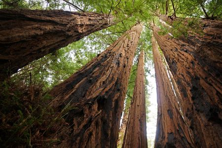 Image of: How Climate Change Is Affecting Our Redwood Forests
