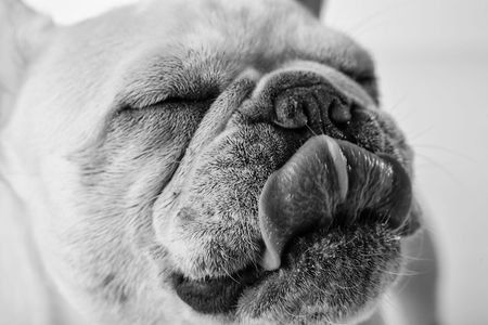 Image of: Lap Up These Portraits of San Francisco’s Good Dogs