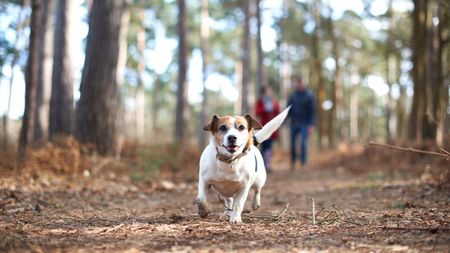 Image of: The Best Dog-Friendly Hikes in the East Bay