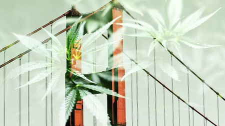 Image of: The Winner of the Pandemic: The Weed Industry