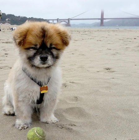 Image of: When My Daughter Went to College, I Decided to Make My Dog Instagram Famous