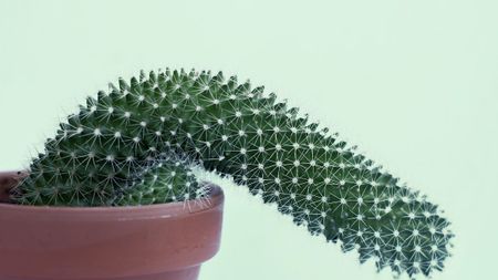 Image of: Covid-19 Is a True Boner-Killer