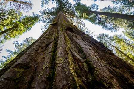 Image of: One-Star Yelp Reviews of California’s Most Beloved State Parks
