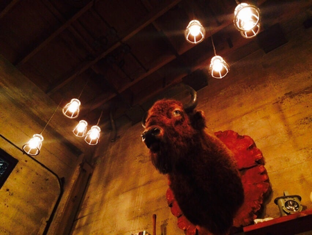 Image of: What’s with San Francisco’s Taxidermy Obsession?