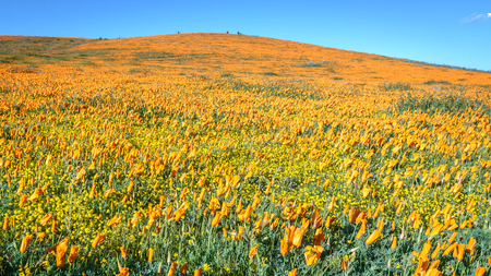 Image of: TBI’s 5 Best: Views of the California Poppy Blooms