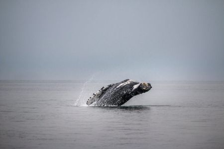 Image of: TBI’s 5 Best: Spots for Watching the Gray Whale Migration
