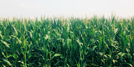 Image of: San Francisco 2.0: I Left for the Midwest and Came Back