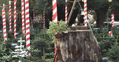 Image of: TBI’s 5 Best: San Francisco Christmas-Tree Lots