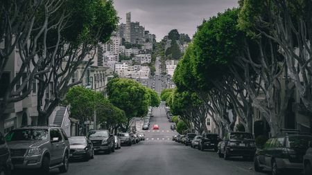 Image of: Do You Know Your Neighborhood Trees in SF? Here’s a Guide.