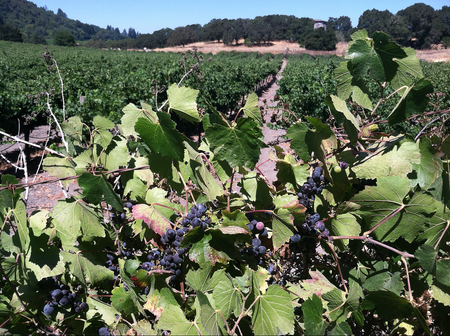 Image of: Ten Bay Area Wineries That Will Serve You Free Wine