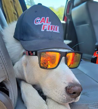 Image of: Firefighters Battling Dixie Fire Rescue Lost Dog