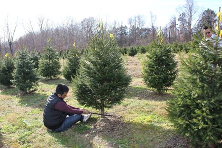 Image of: Eight Things to Buy Instead of That Overpriced Christmas Tree