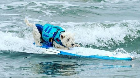 Image of: Who Are the Pups to Watch at the World Dog-Surfing Championships?