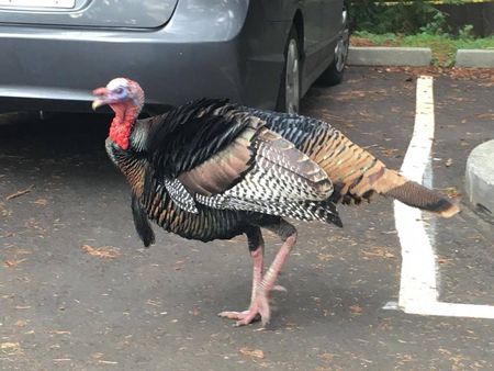 Image of: Why Are Wild Turkeys So Prevalent in the Bay Area?