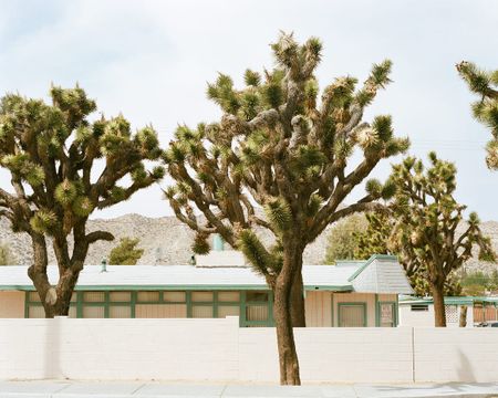 Image of: The Strange Beauty of Joshua Tree, California