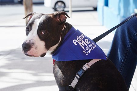 Image of: Fur-tastic Photos of All the Good Dogs at Pet Pride Day