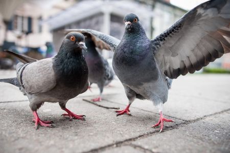 Image of: I love you, pigeons!