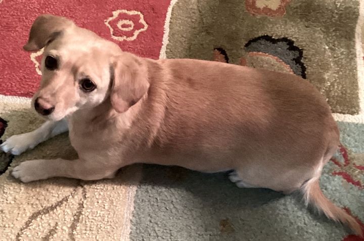 Meet Shayna the Exuberant Chaweenie